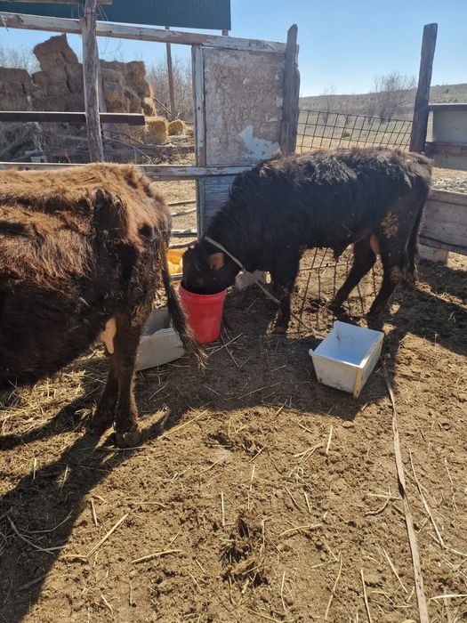 Бычок бука продам