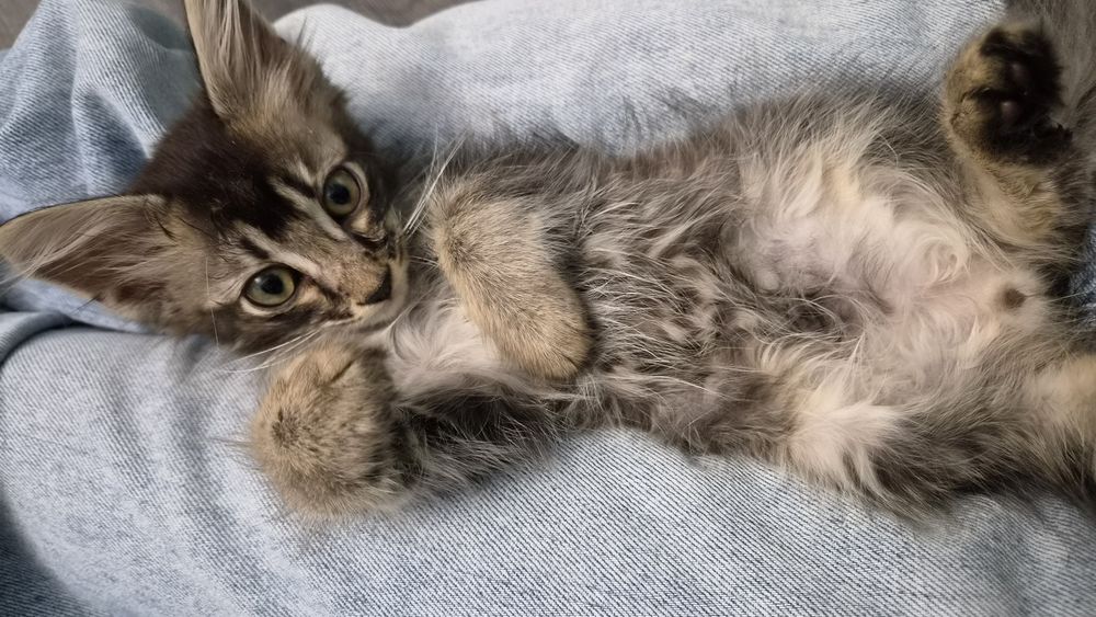 Котёнок, девочка 3- 4 мес.