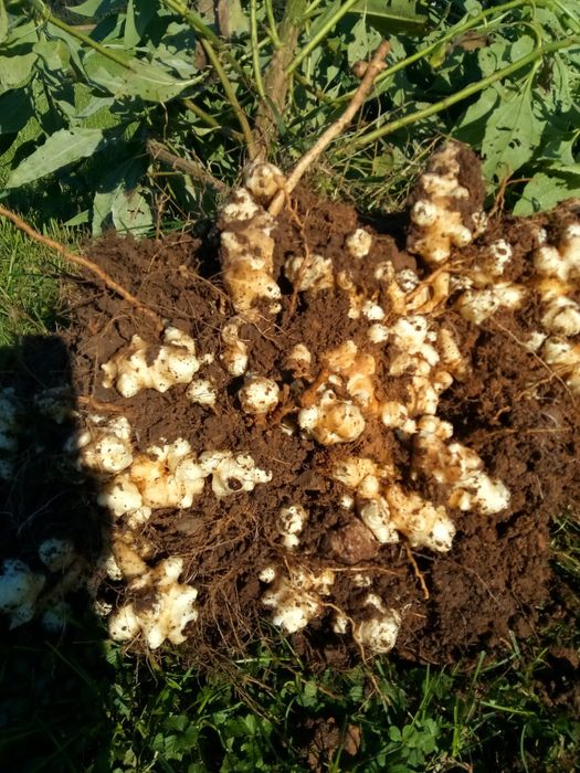 +4 Kg Rizomi  Napi ( Soi Toscana ) Italia