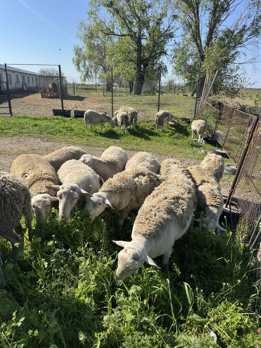 Berbeci rasa Blanche du Masiff Central