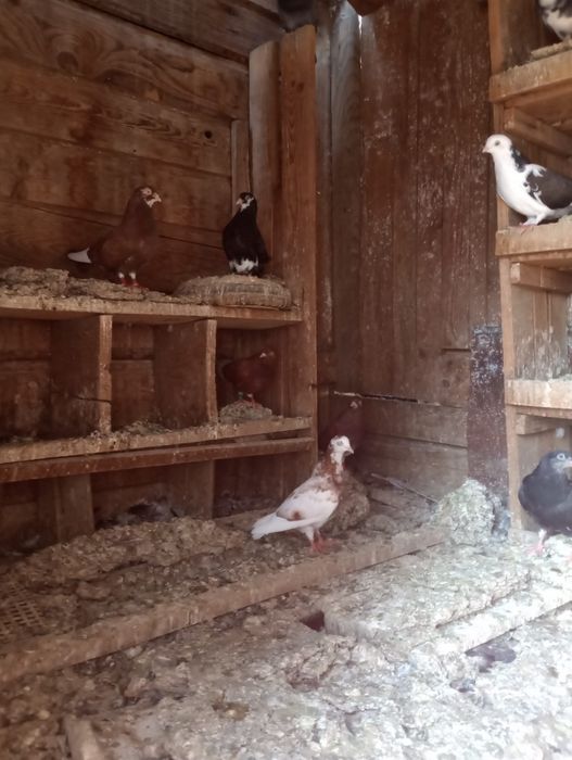 Porumbei de vânzare