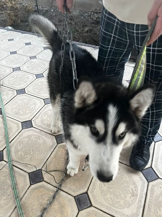 Хаски продам быстро срочно