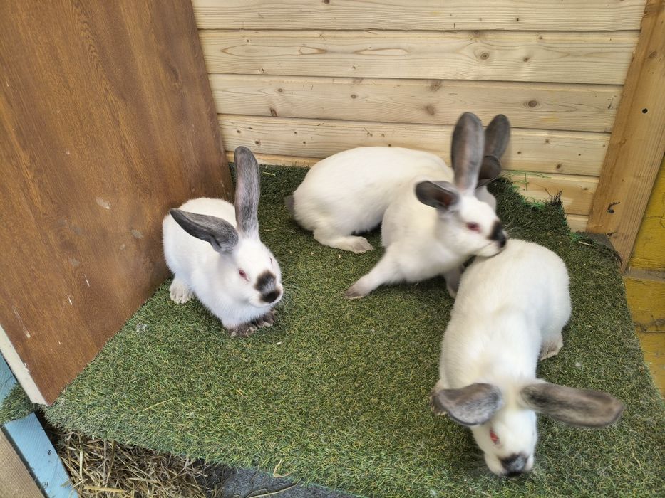 Vând iepuri Uriaș de Transilvania