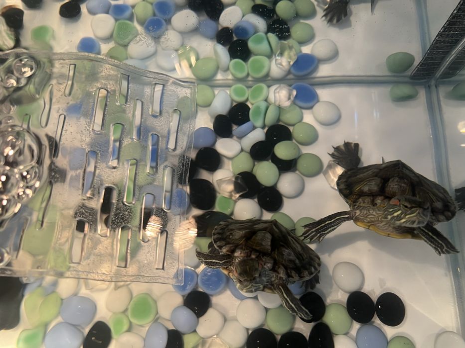 Красноухие китайские черепашки с аквариумом