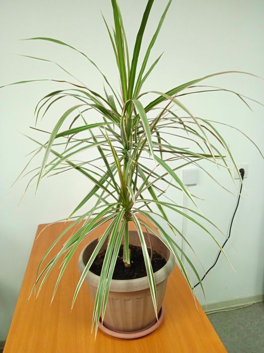 Цветы комнатные большие