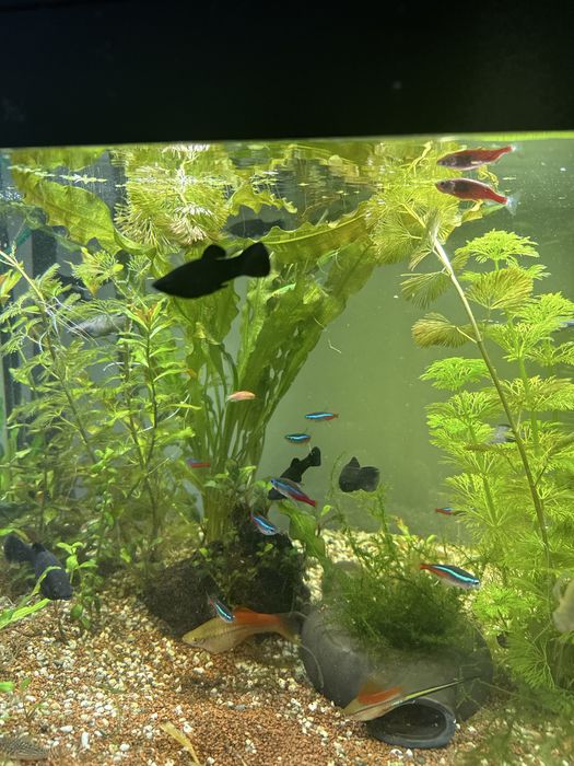 Vand sau schimb acvariu complet utilat cu scuter electric sau benzina,