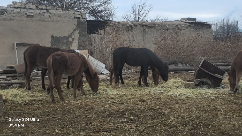 Жабағылар, тайлар