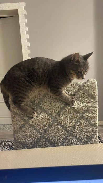 Потерялся кот домашний