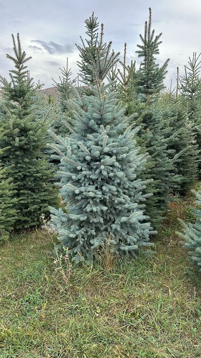 Ели туи тополя сосны