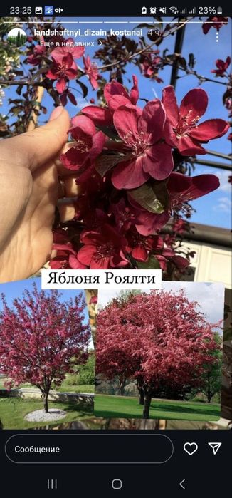Газон саженцы ель яблоня
