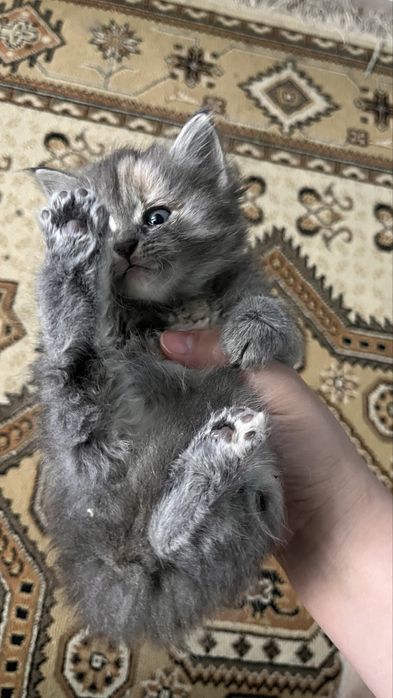 Котенок  от британца