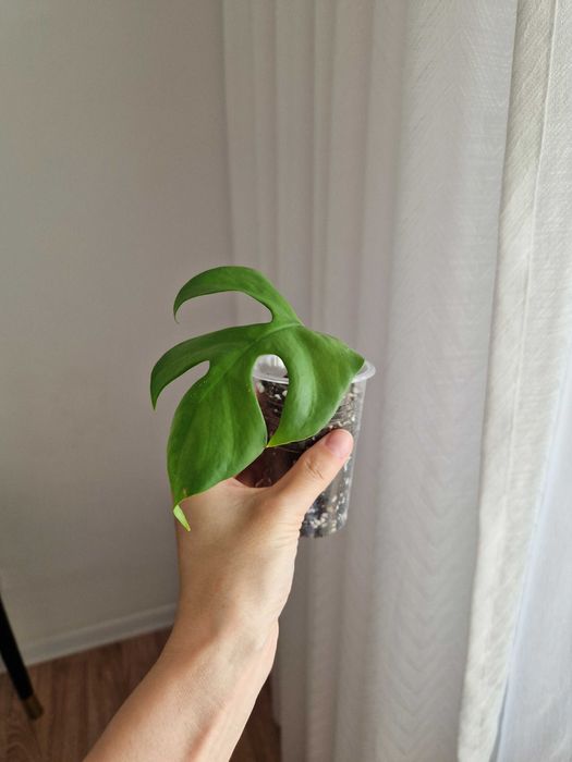 Рафидофора укоренённые черенки