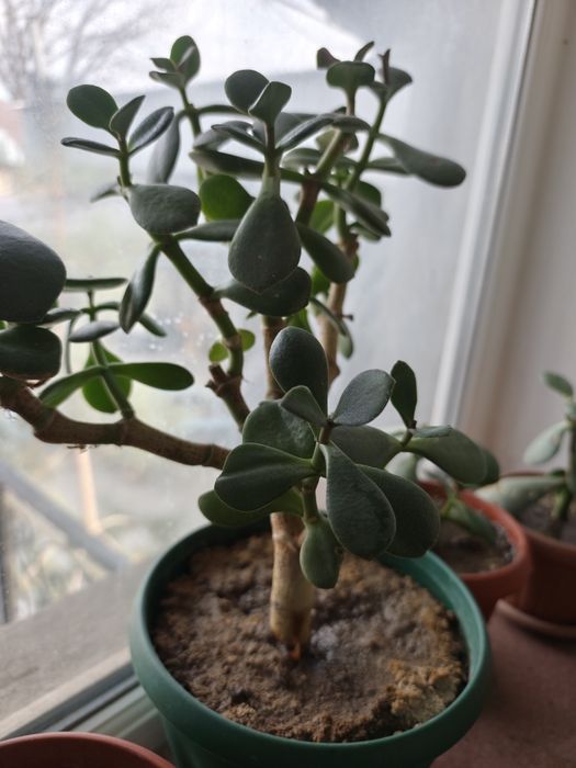 Денежное дерево ( Толстянка) молодое