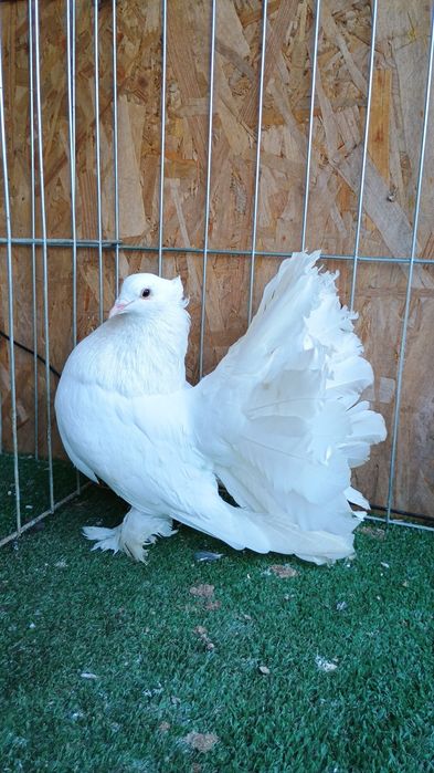 Porumbei King si indieni