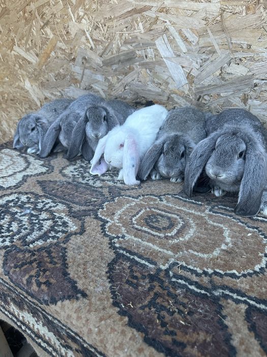 Iepuri berbec german