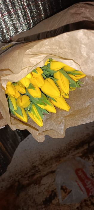 Луковицы тюльпанов свежесрезанные