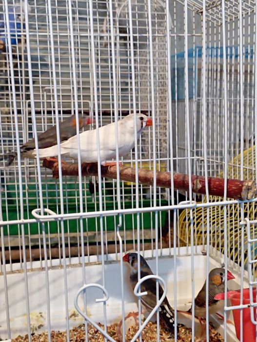 Зебровые Амадины.