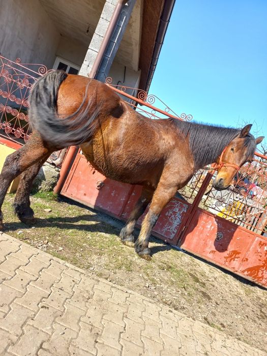 Vând iapa bună de ham