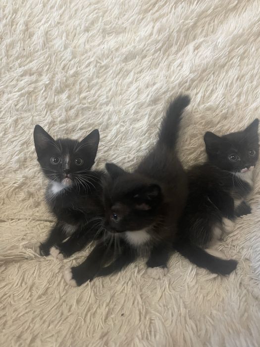 Отдадим котят в добрые руки