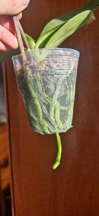 Продам орхидею .