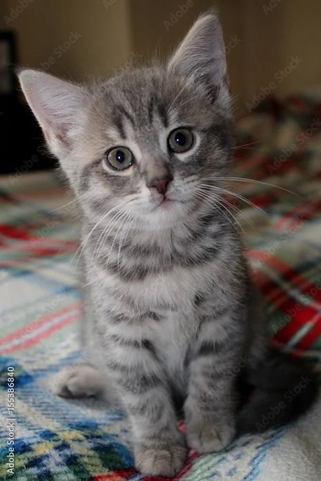 Котята ищут семью