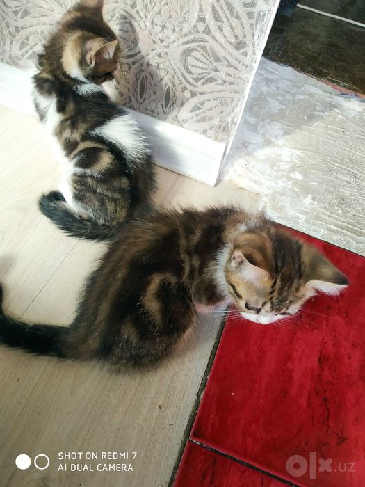 Продаются котята