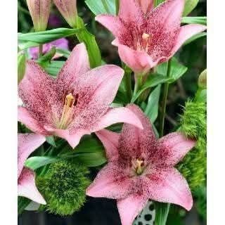 Bulbi de crini imperiali, parfumați