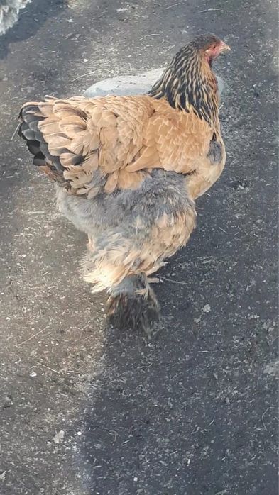 Инкубацонное яйцо Брама 400тг