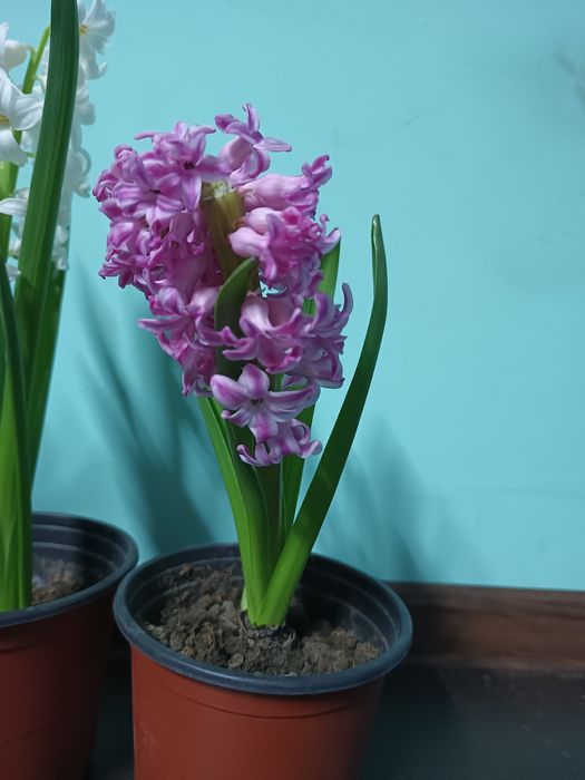Гиацинты разных цветов