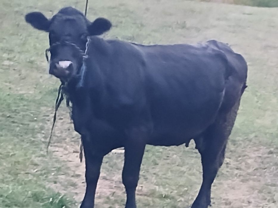 Vind vaca angus cu 10 litri de lapte gestanta de 2 luni jumate