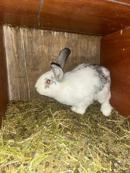 Прадам кральчат парода виликаны шустрые