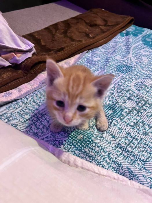 Котята бесплатно.