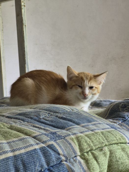Отдам бесплатно котят