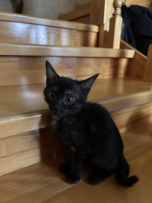 Котёнок в добрые руки!