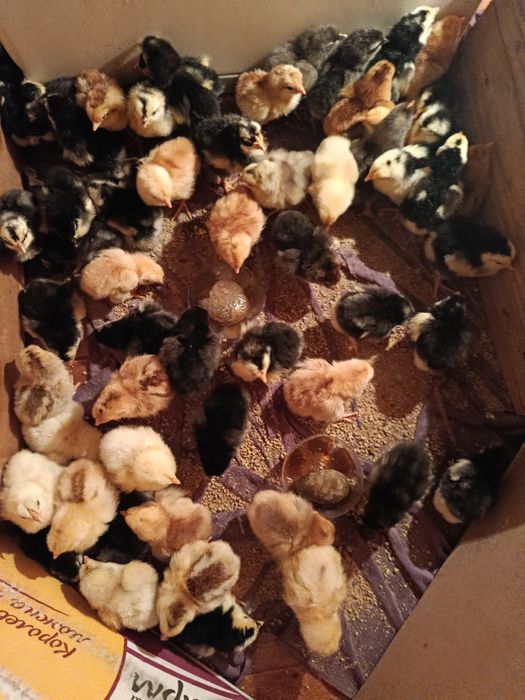 Домашни шожелер тауык куры балапан цыплята циплята