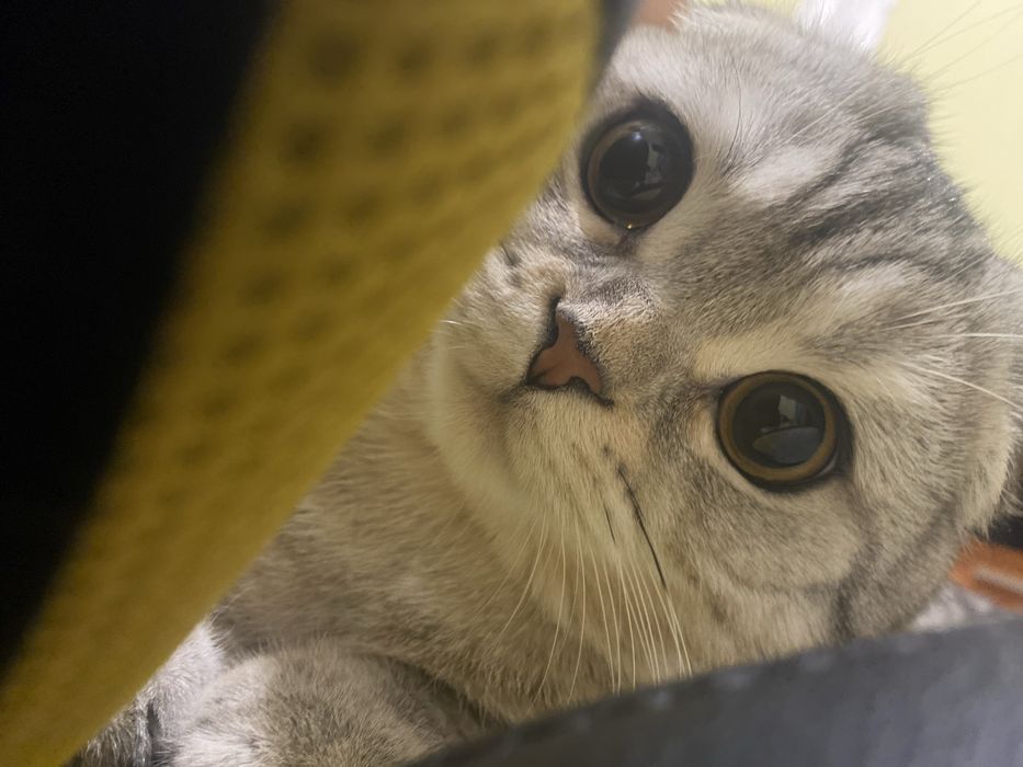 Шотландский фолд [Сотилмайди] Вязка тоза насл!