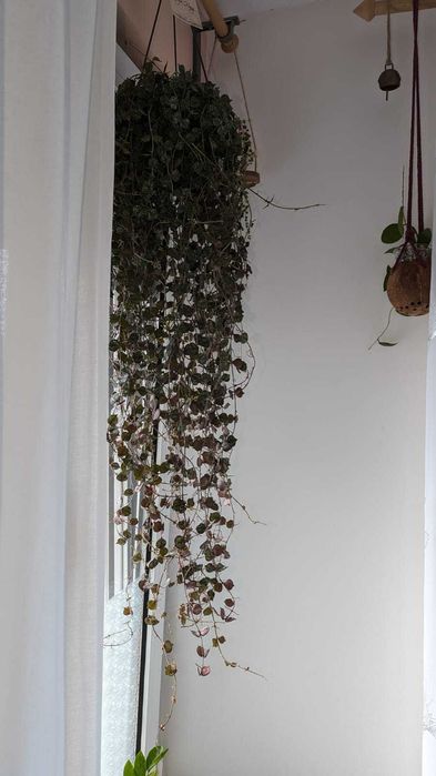 Hoya/Хоя (различни видове)