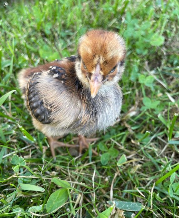 Puișori de gaina rasa Australorp/ Wyandotte