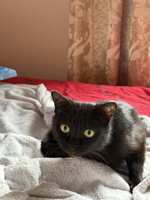 Отдаю в добрые руки двух кошечек