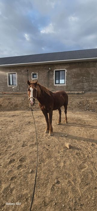 Айғыр. Жеребец. Жылқы