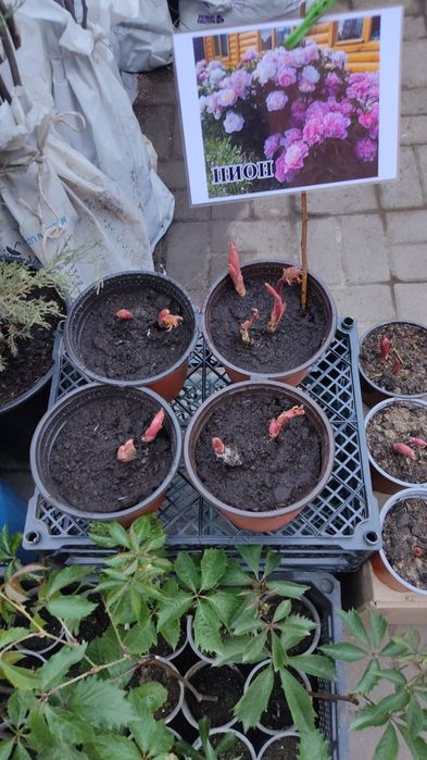 Саженцы атырау .