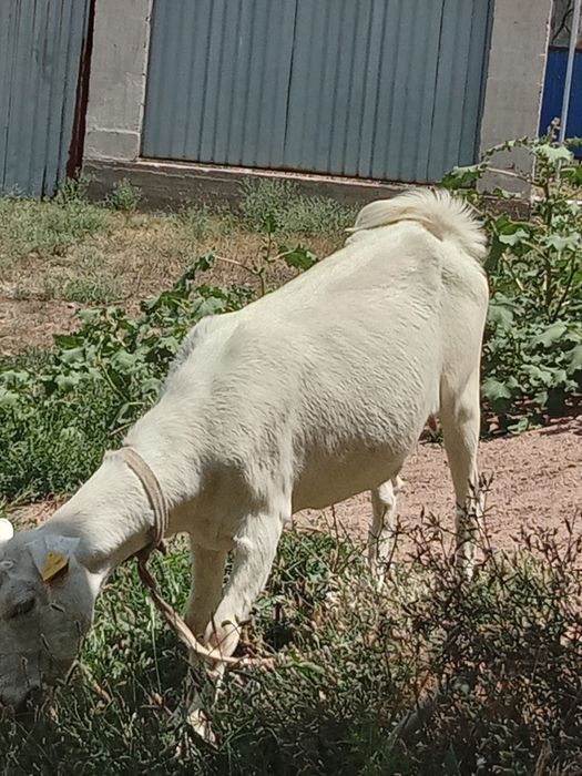 Продам Козы занниски