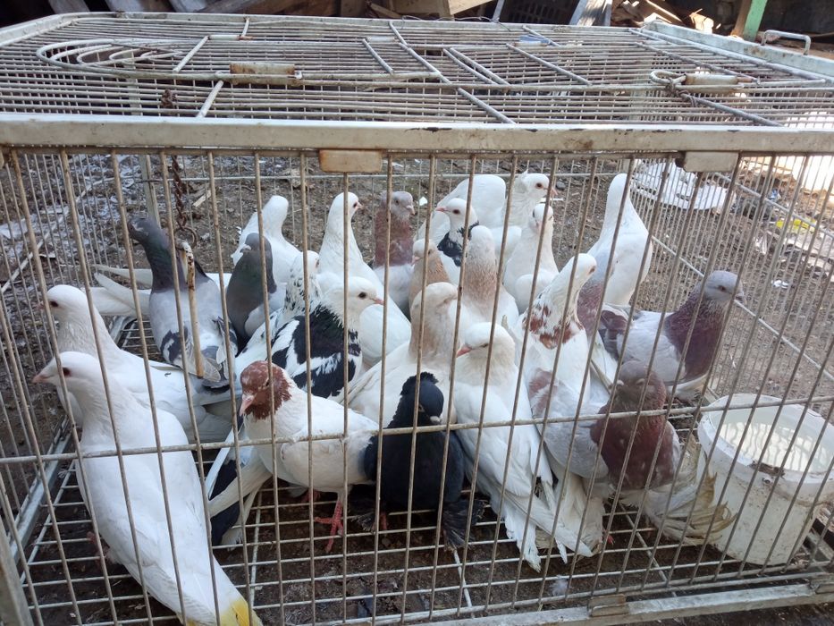 Голуби голуби голуби