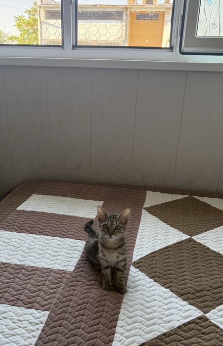 Кошечка около 3,5 месяцев