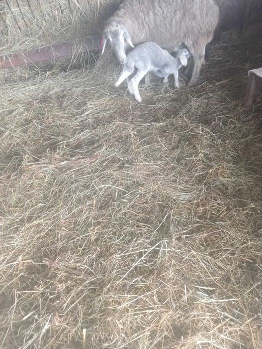 Vând oi karakul.capre și 2 berbeci