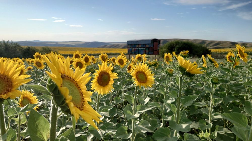 Мёд Восточно-Казахстанский.