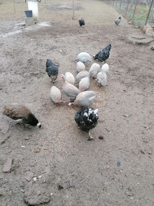 Vând bibilici 12 bucăți