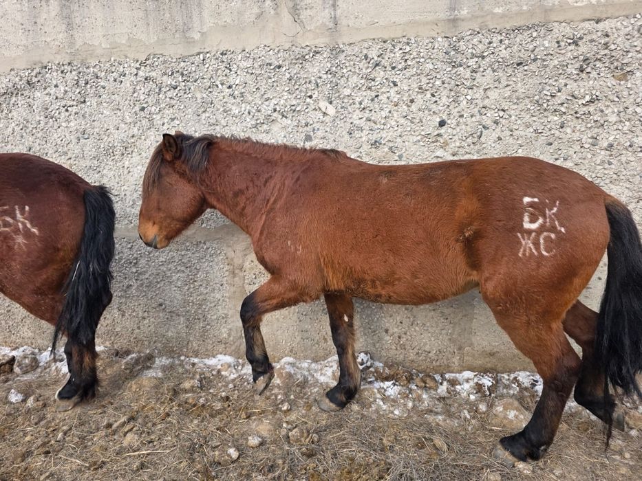 Мұғалжар айғыр сатам