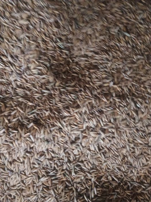 Baloti și ovăs de vanzare