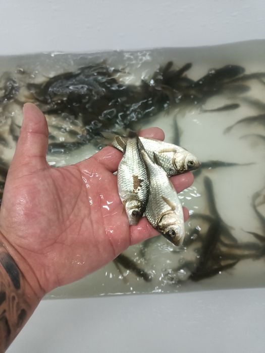 Продам живца карисик,плотва,пескарь